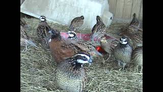 Mississippi Bobwhite Quail and Tennesse Reds [upl. by Zucker]