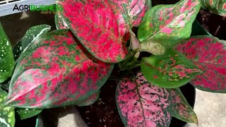 Calathea and Aglaonema Best Indoor Plants for Beginners and Expensive Collectors Items [upl. by Nolubez109]