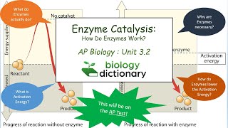 Enzyme Catalysis How Do Enzymes Work  AP Biology 32 [upl. by Trina860]