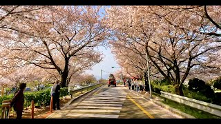 4K Clear day Korea Busan Cherry Blossom Ending Drive  Nakdongjebang Cherry Blossom Road  138 [upl. by Bentley231]