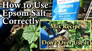 How to Correctly Use Epsom Salt on Cucumber amp Tomato Plants with Mix Recipe Dont Over Use it [upl. by Yesima]