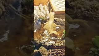 Raddest BEARDED DRAGON Tank  ChuckNorrizBeardedDragons  GIGANTIC 320 GALLON Enclosure [upl. by Christen]