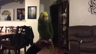 How to teach a double yellow head amazon parrot to talk [upl. by Laurance569]