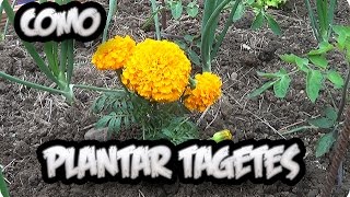 Como Y Porque Plantar Tagetes Combatir Nematodos En El Huerto  La Huertina De Toni [upl. by Anna]