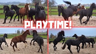 PLAYTIME Rising Star⭐ is the youngest of 5  Friesian Horses [upl. by Bengt]