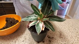 REPOTTING MY STROMANTHE TRIOSTAR PLANT  DONNA JOSHI [upl. by Nehr804]