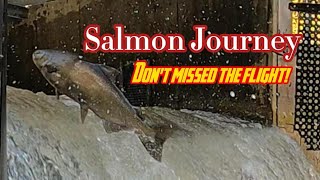 Salmon Journey  Dont missed the flight salmonrun nature livestream [upl. by Son]