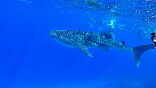 Whale Shark at Molokini Crater Maui Snorkeling [upl. by Bohi776]