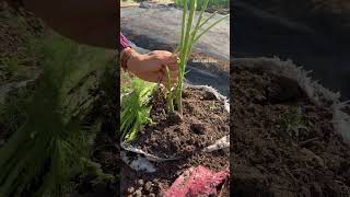 Harvesting asparagus gardening [upl. by Arobed]