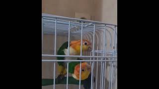 Accouplement chez les caïque 2024 birds foryou parrot cute animals romanticambience [upl. by Myranda]