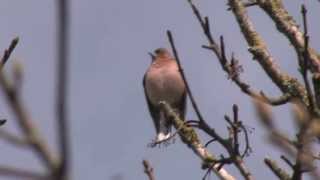 Male common chaffinch singing [upl. by Nnaerb133]