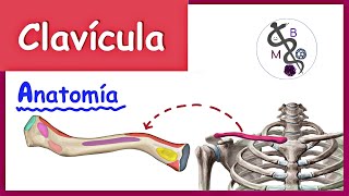 Anatomía de la CLAVÍCULA  Explicación Fácil y Dinámica [upl. by Erdnoed260]