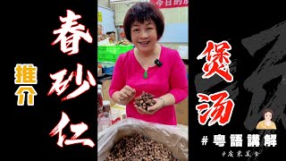 🍲廣東人養胃湯水【春砂仁瘦肉湯】陽春產嘅砂仁真係好嘢來咖！細路仔冇胃口、肚脹、反胃，消化唔好都可以試下  藥膳推薦  芬姐厨房  廣東靚湯  廣東特產  廣東話影片 [upl. by Oilla]