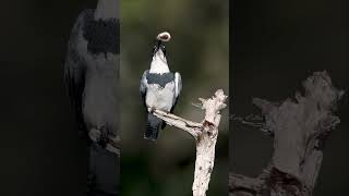 Belted kingfisher with another catch [upl. by Didi]