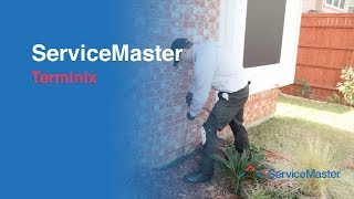 Terminix  Termite Services  ServiceMaster [upl. by Stearn]