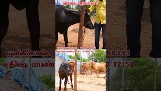 MURRA BUFFALO vivasayaarvalargal cow vivasayi cattlemarket cows shortvideo short shorts [upl. by Adiene]