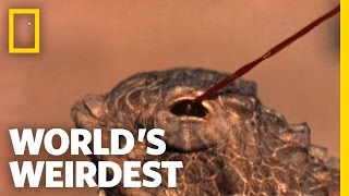 BloodSquirting Lizard  Worlds Weirdest [upl. by Anrehs]