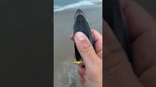 remora fish shortvideo [upl. by Ailekat]