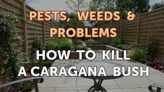 How to Kill a Caragana Bush [upl. by Franza]