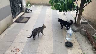 cats around my house [upl. by Lehpar59]