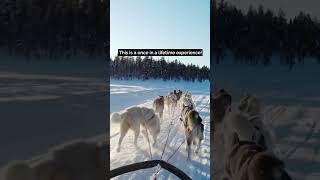 Husky sled ride in Lapland Finland [upl. by Ahsitruc]