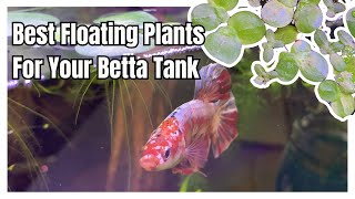 Best floating plants for your betta tank  Freshwater floating plants [upl. by Niwle]