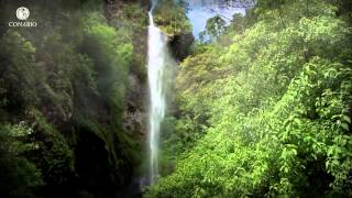 Nubes con aroma de café Bosques nublados  ECOSISTEMAS DE MÉXICO [upl. by Leaper]