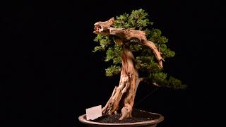 Bonsai Juniperus Chinensis Sargentii with Tanuki 281642 [upl. by Hilar137]