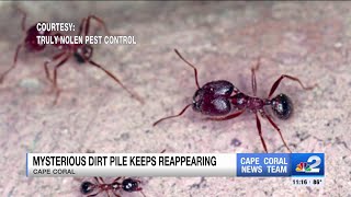 Bigheaded ants invading Cape Coral home [upl. by Enovad]