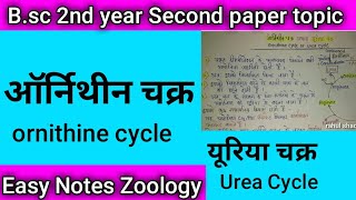 आॅर्निथीन चक्र ornithine cycle  यूरिया चक्र urea cycle easy notes zoology minor [upl. by Bullen241]