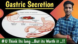 Gastric Secretion and its Phases GIT Physiology  hindi  Ashish Agrawal [upl. by Myo]