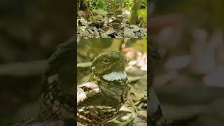 Nightjar yawns bird wildlife nightjar camouflage [upl. by Notnel]