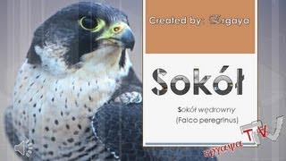 Sokół wędrowny Falco peregrinus odgłosy [upl. by Anim368]