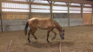 ABRA AQHA Horse for sale Michigan western pleasure prospect [upl. by Eiramlatsyrk5]