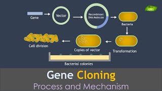 Gene Cloning Animation  Genetic Engineering  Basic Science Series [upl. by Lered245]