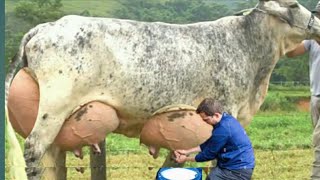 Highly Milking Biggest Udder Cows Breed in The World  Girlando Cow Farming documentary [upl. by Radferd]