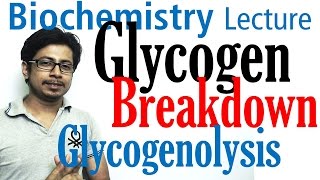 Glycogen breakdown  glycogen metabolism lecture 2 [upl. by Mauricio]