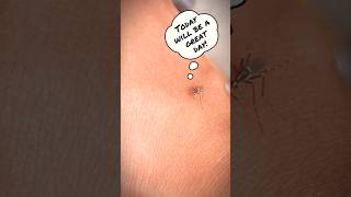 A Day in a Life of a Mosquito 🦟🤣 funny funnyanimals mosquitoes [upl. by Aiveneg712]