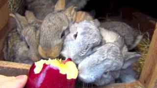 Cute flemish giant rabbits eating apple Amazing baby bunnies [upl. by Birdie]