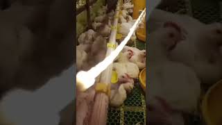 rak kolonu farming chicken ternak peternakan fyp fypシ゚viral [upl. by Pernas]