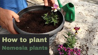 EP170  How to plant up nemesia plants [upl. by Light]