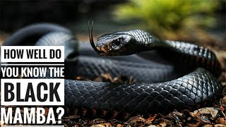 Black mamba  Description Characteristics and Facts [upl. by Metah]