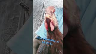 m stricto eso lo escribió mi pollo [upl. by Cissiee298]