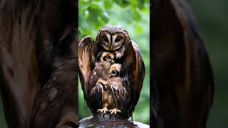 Mother Owl Sheltering Her Chicks from the Rain mother birds owl [upl. by Tennaj983]