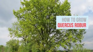 Quercus robur Growing Guide English Oak Common Oak by GardenersHQ [upl. by Gnivre]