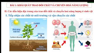 Sinh học 11 Bài 1 Khái quát về trao đổi chất và chuyển hoá năng lượng ở sinh vật Bộ sách KNTTVCS [upl. by Halyahs715]