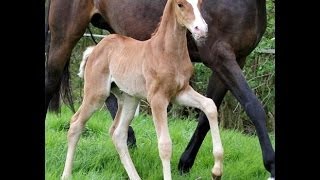 wwwsporthorsesonlinecom 2014 Hanoverian filly by DIMAGGIO sold [upl. by Noral180]