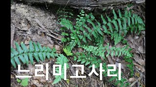 느리미고사리 Swordleaf wood fern [upl. by Mehitable276]