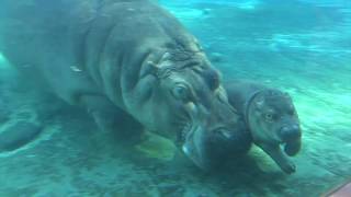 Baby Hippo quotSwimming Lessonsquot [upl. by Enaywd]