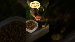 Talkative Cat  cat talkativecat dshcat feedingcat philippines [upl. by Ayita]